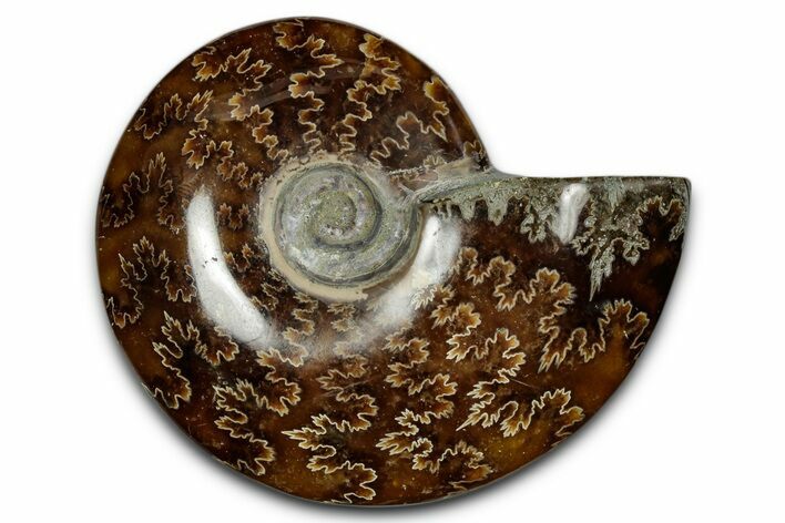Polished Ammonite (Cleoniceras) Fossil - Madagascar #339155